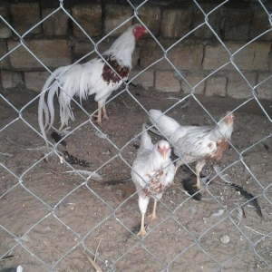 2 toyug bır xoruz barter olar 2 cut sibraytnann sultannan pompomnann