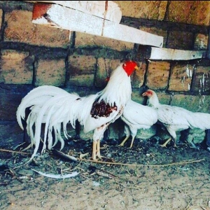 2 toyug bır xoruz barter olar 2 cut sibraytnann sultannan pompomnann