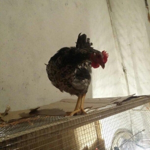 Salam Lənkəranda mikrorayonda YENİ DÜNYA marketin yanında yerləşən yen