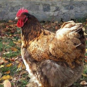 11 aylıq orpinqtonlar cüt satılır vəya iki ədəd təmiz cins qold brama