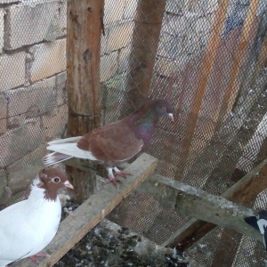 Erkey qirmizi oynaq ve uçmaqina soz ola bilməz 1