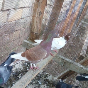 Erkey qirmizi oynaq ve uçmaqina soz ola bilməz 10az tam saglamdi