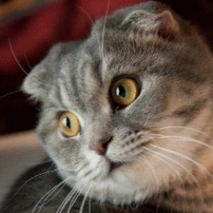 Шотландский вислоухий кот,2