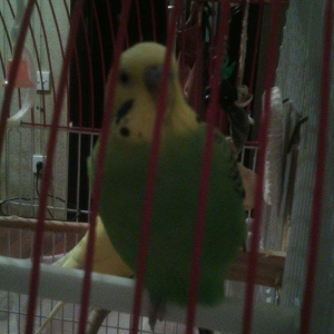 Papuqay tam saxlam 1 yaşi var Erkəydi. Bir kusur