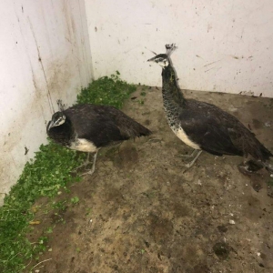 Tovuz quwu 5 aylig.Cutu 1000manat. Fikri ciddi olmayanlar narahat etme