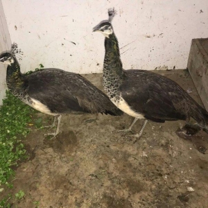 Tovuz quwu 5 aylig.Cutu 1000manat. Fikri ciddi olmayanlar narahat etme