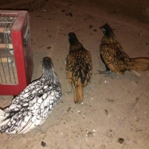 Sibrit fereleri 2 qizili 1 gumus uc ayliqdilar. Qiymet birne aiddir.