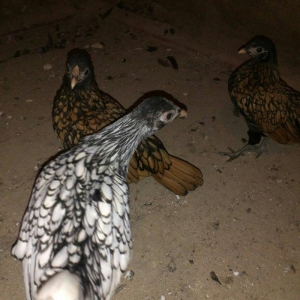 Sibrit fereleri 2 qizili 1 gumus uc ayliqdilar. Qiymet birne aiddir.