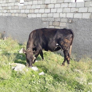 2ci qarinin dogacaq ay yarima Temiz maldi