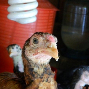 65-70  gunluk  heyrati  cuceleri  satilir  ---qiymete  gore  narahat