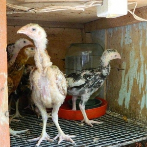 65-70  gunluk  heyrati  cuceleri  satilir  ---qiymete  gore  narahat