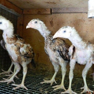 65-70  gunluk  heyrati  cuceleri  satilir  ---qiymete  gore  narahat