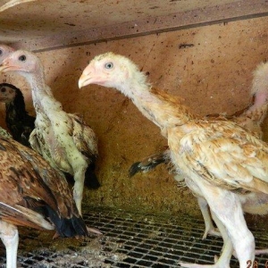 65-70  gunluk  heyrati  cuceleri  satilir  ---qiymete  gore  narahat