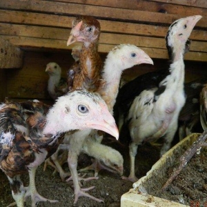 65-70  gunluk  heyrati  cuceleri  satilir  ---qiymete  gore  narahat