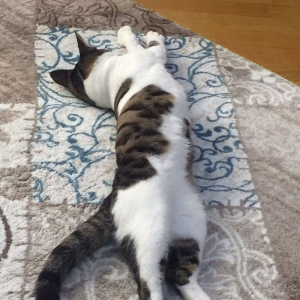 Ev piwiyidir pulsuz verilir sadece evde uwaqlar var deye saxliya