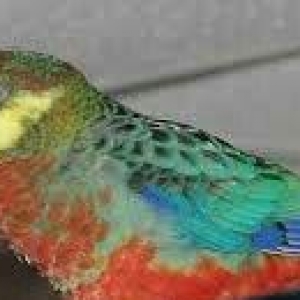 Hazir jüt bu ilki baladilar chox nadir rozella stenli adlanir özümchün