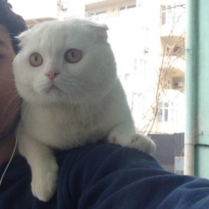 Кот для вязки, cutlesdirmek ucun
Ищем кошечку для вязки, многократный