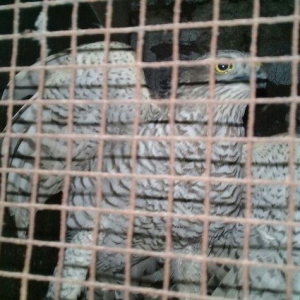 Sahin quwu  vehwi quwdu saxlamaqa vaxtim yoxdu. Qi