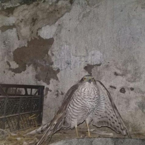 Sahin quwu  vehwi quwdu saxlamaqa vaxtim yoxdu. Qiymetde awagi yeri va