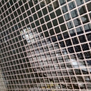 Sahin quwu  vehwi quwdu saxlamaqa vaxtim yoxdu. Qiymetde awagi yeri va