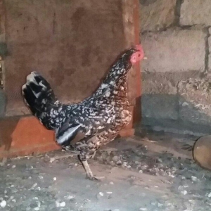 yaponka satiram.  tek ve ya cüt şəkildə satilir sibrayt  ferede var ya