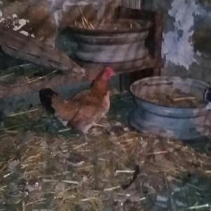 yaponka satiram.  tek ve ya cüt şəkildə satilir sibrayt  ferede var ya