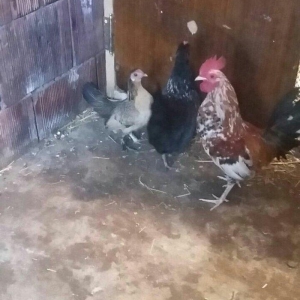 yaponka satiram.  tek ve ya cüt şəkildə satilir sibrayt  ferede var ya