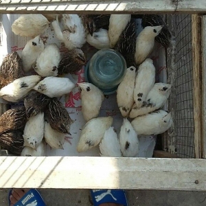 Bildirçin satiram 60 denedir 2 50  dan  hamisin goturan olsa  2 manatd