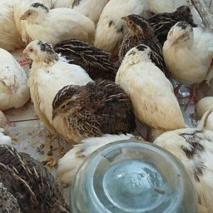 Bildirçin satiram 60 denedir 2 50  dan  hamisin goturan olsa  2 manatd