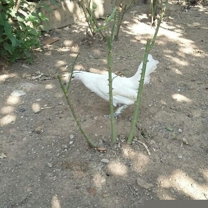 yaponka satiram  1 xoruz 1 fere düm ağdilar 6 ayliq yaponkalardi razil