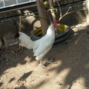 yaponka satiram  1 xoruz 1 fere düm ağdilar 6 ayliq yaponkalardi razil