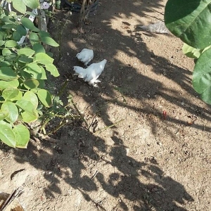 yaponka satiram  1 xoruz 1 fere düm ağdilar 6 ayliq yaponkalardi razil