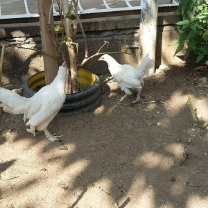 yaponka satiram  1 xoruz 1 fere düm ağdilar 6 ayliq yaponkalardi razil