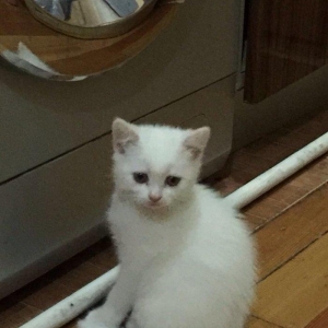 Şotland dişi pişik. Aktiv və sevimli pişikdir. Sərbəst yemək yeyir