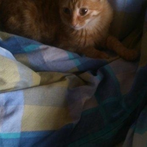 Отдам в добрые руки котенка