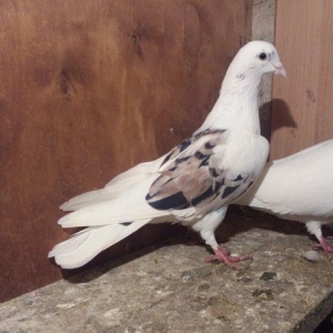 2 barmagi kesiy gujdu ucan cep ebres erkey. Baki qusdarinnandi. Enli