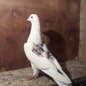 2 barmagi kesiy gujdu ucan cep ebres erkey. Baki qusdarinnandi. Enli