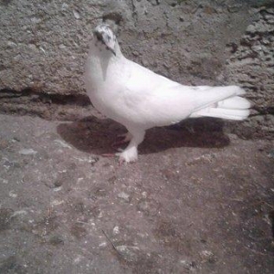 Gozu xalli badam lalak enni quyruq 17 tuk hundur uzun erkakdi