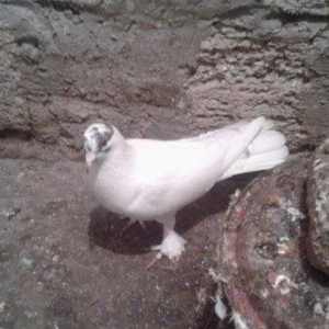 Gozu xalli badam lalak enni quyruq 17 tuk hundur uzun erkakdi