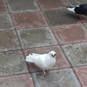 16  tuk cavan erkekdi  tuleye dusub hundur ataq vidi erkekdi