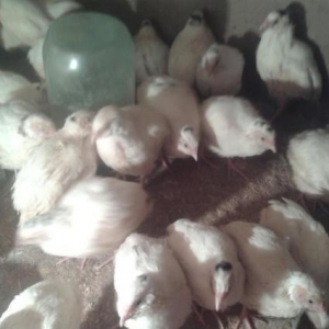 20gunluk texas sortu (ag etlik ) bildircinler sati