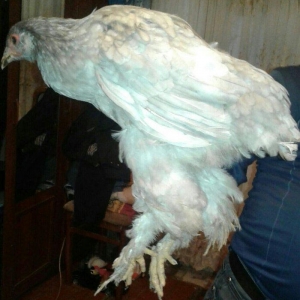 fere xoruz dord ayliq bramalar cutunun qiymeti 80 manat