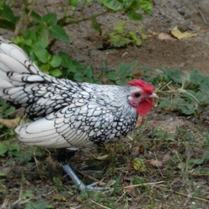 sibirayr xoruz gümüşü ariginal heyvandi başi 