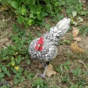 sibirayr xoruz gümüşü ariginal heyvandi başi çixan bilir 5 ayliqdi ban