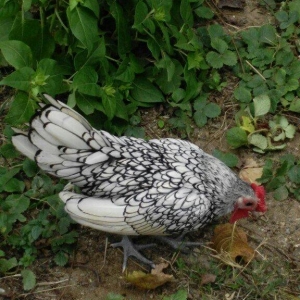 sibirayr xoruz gümüşü ariginal heyvandi başi çixan bilir 5 ayliqdi ban