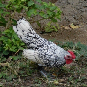 sibirayr xoruz gümüşü ariginal heyvandi başi çixan bilir 5 ayliqdi ban