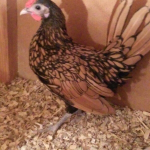 sibirayt 1 xoruz 3 fere xoruz qizilidi 2 fere güm