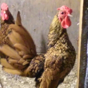 sibirayt xoruz super heyvandi 8 ayliqdi 50 man ari