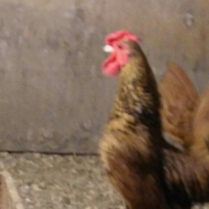 sibirayt xoruz super heyvandi 8 ayliqdi 50 man ariginal heyvandi