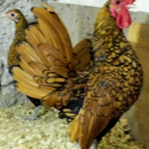 sibirayt xoruz super heyvandi 8 ayliqdi 50 man ariginal heyvandi